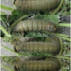 musch cribrellum praepupa volg11